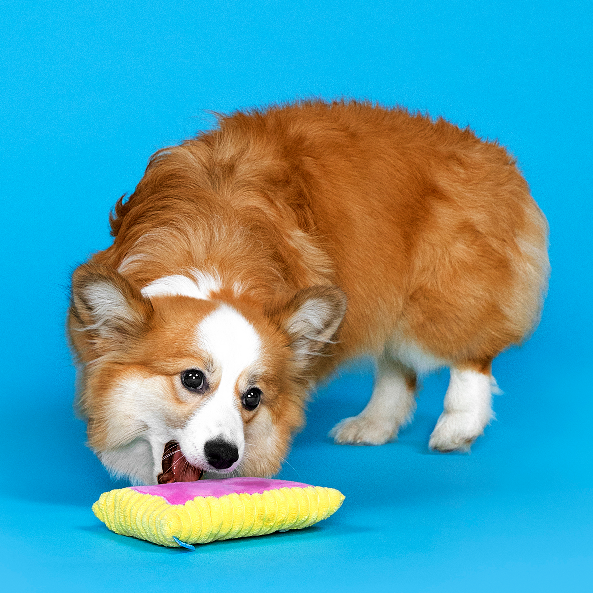 Pup Tart Plush Dog Toy