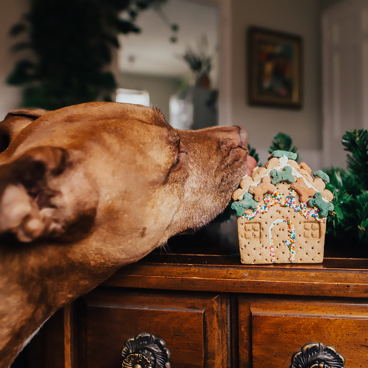 Gingerbark House Dog Treats, 16.58 oz