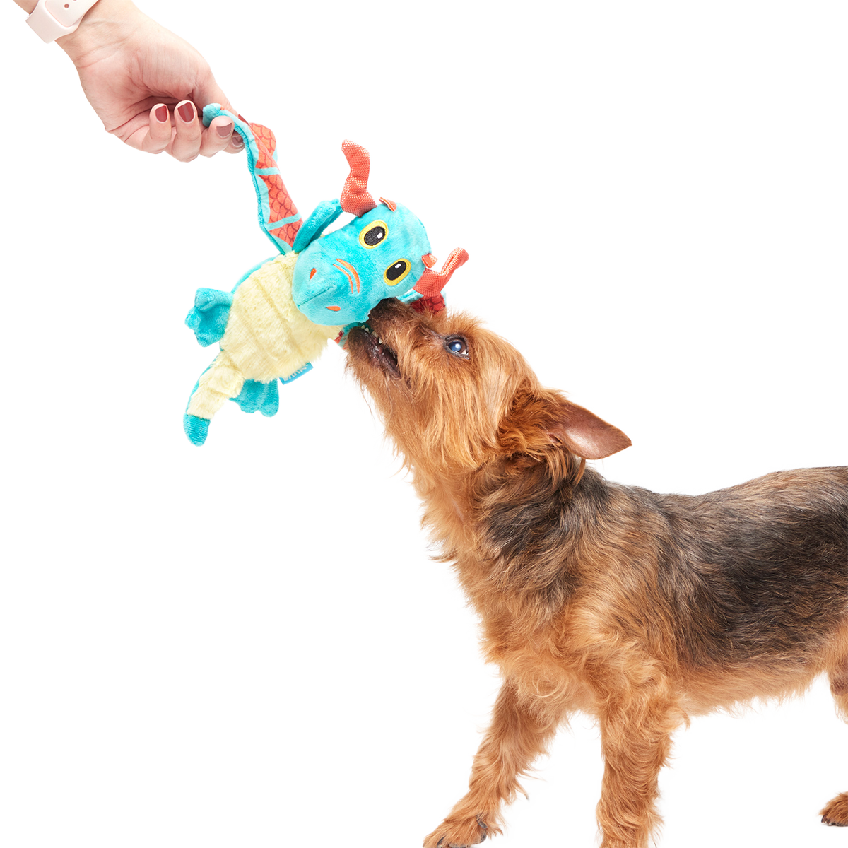 Grimbold the Dragon Plush Tug Dog Toy