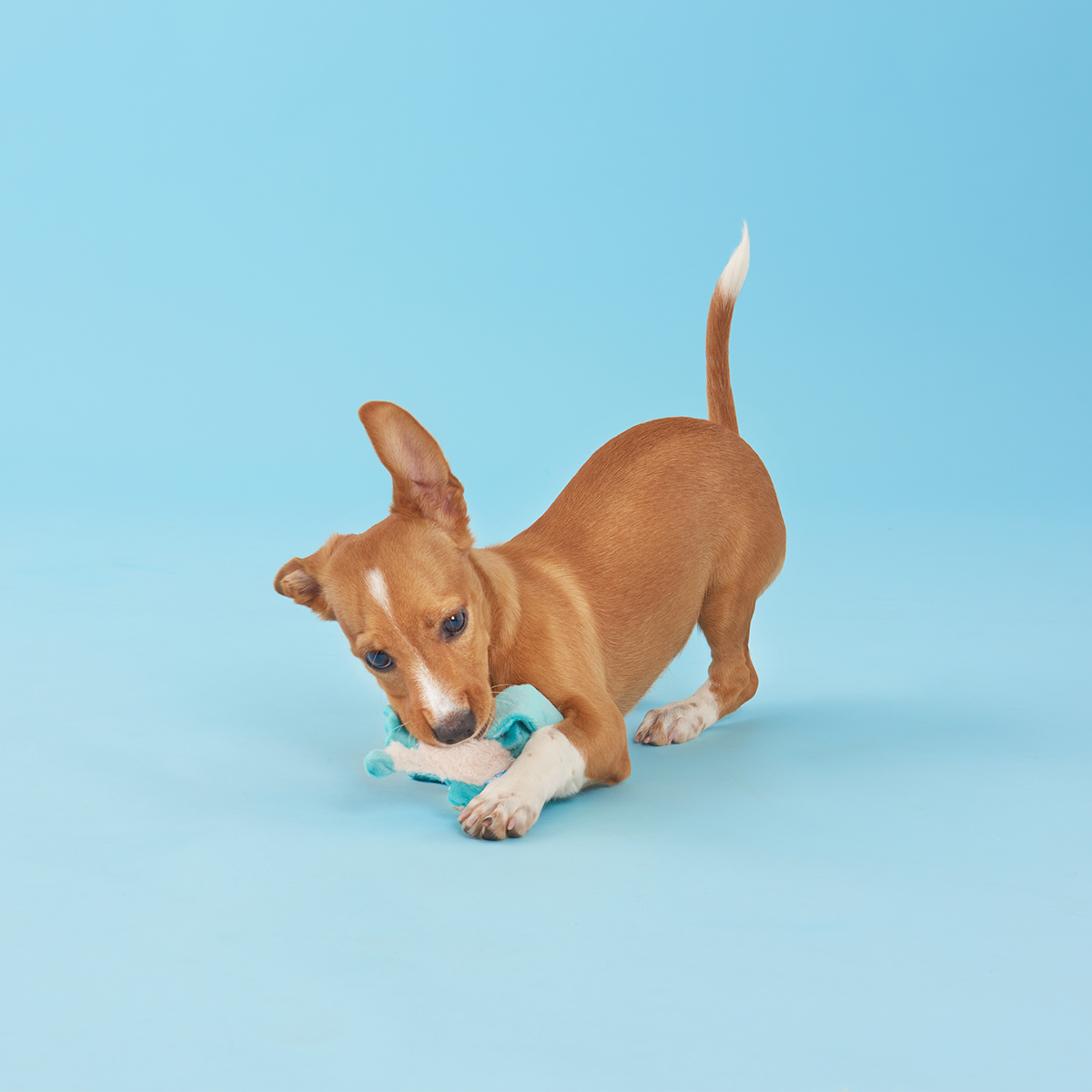 Grimbold the Dragon Plush Tug Dog Toy