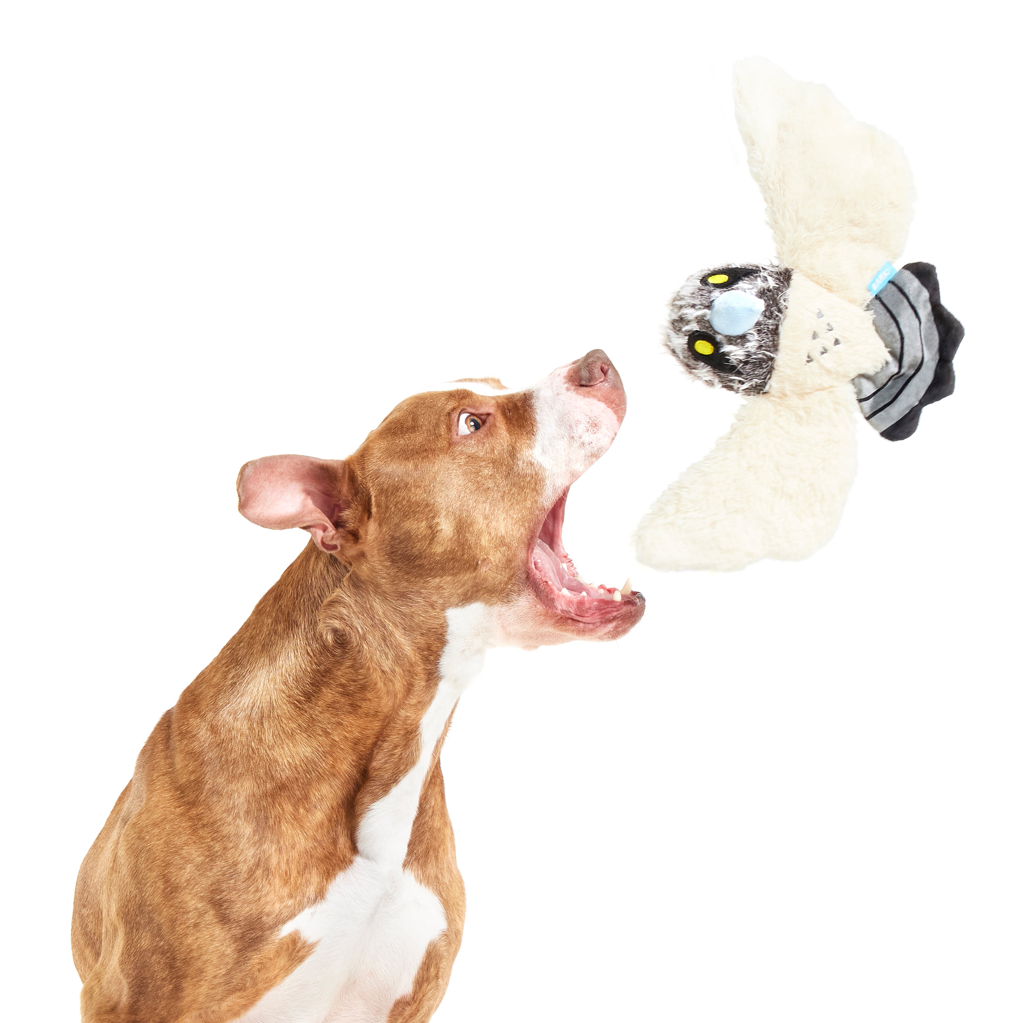 Perry the Peregrine Falcon