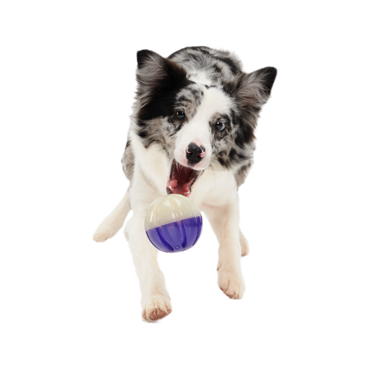 Nepzoom Super Chewer Durable Enrichment + Fetch Dog Toy