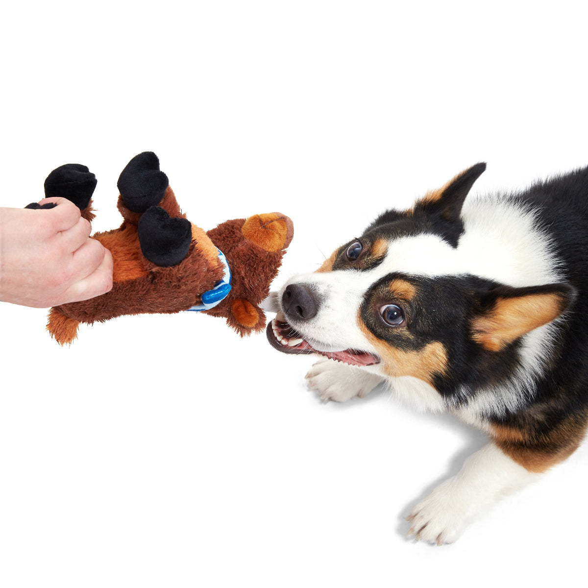 Prancin’ Perry Plush Tug Dog Toy