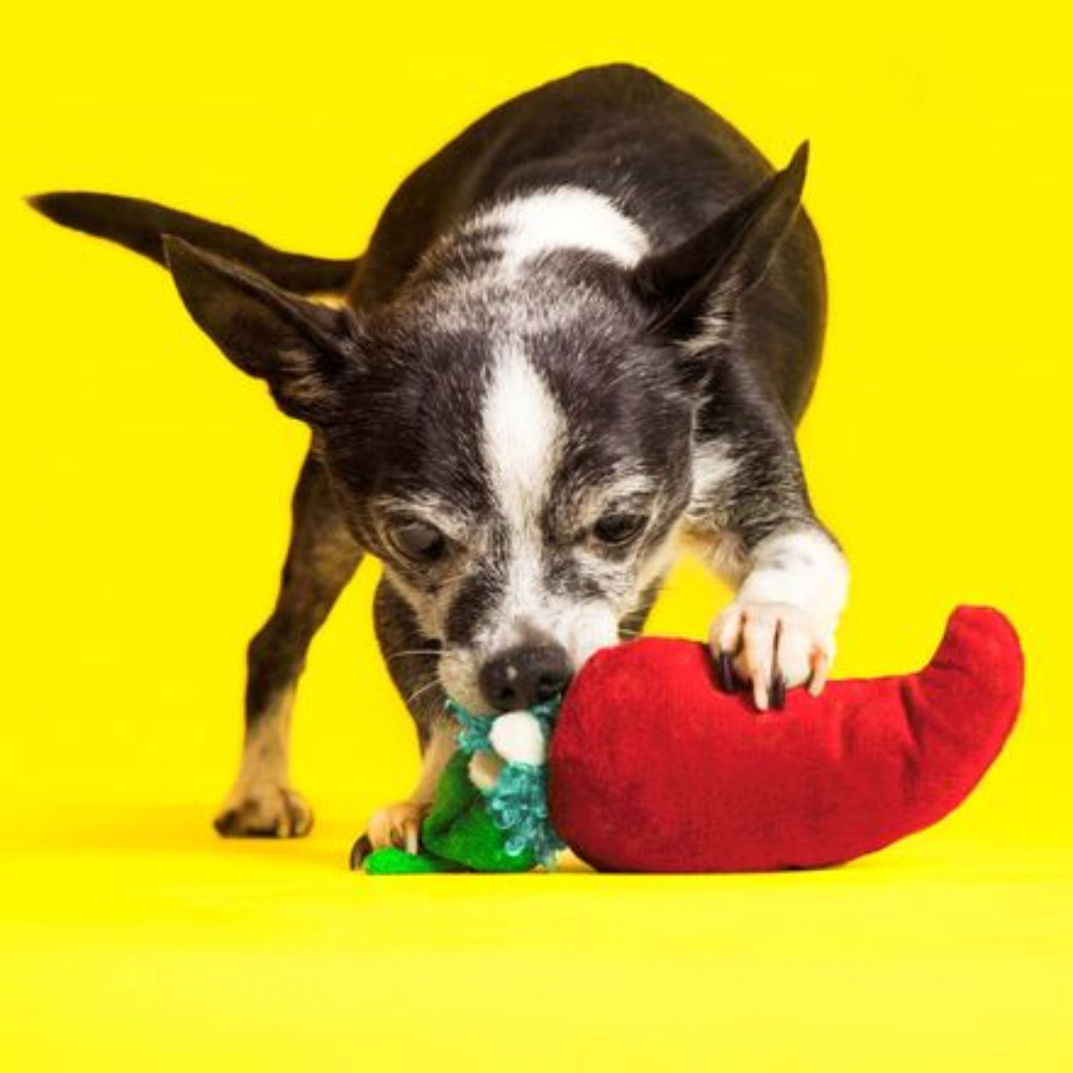 Muy Caliente Jalapeno Plush Tug Dog Toy