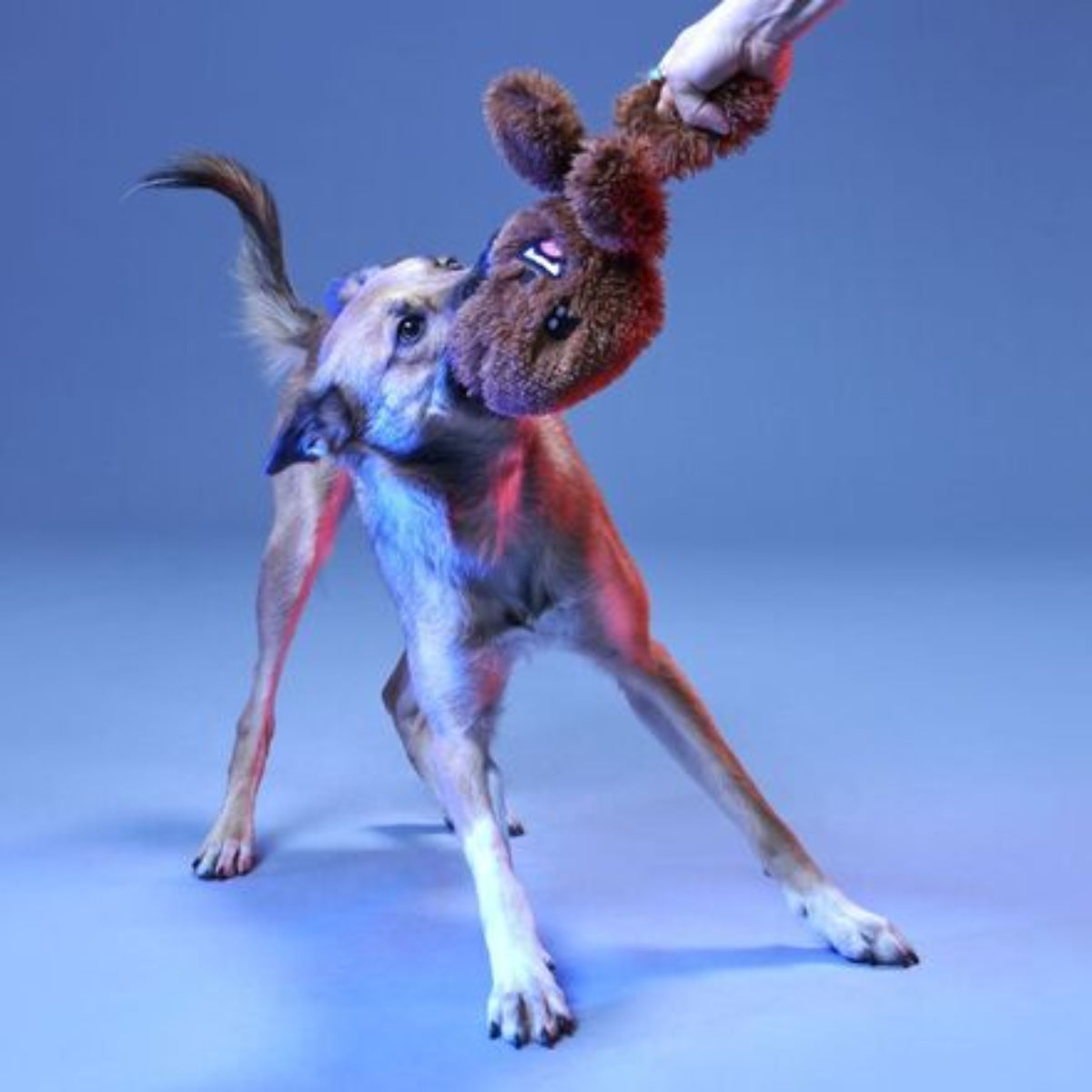 Light Side Star Wars™ Plush Bundle 2-in-1 + Tug Dog Toy