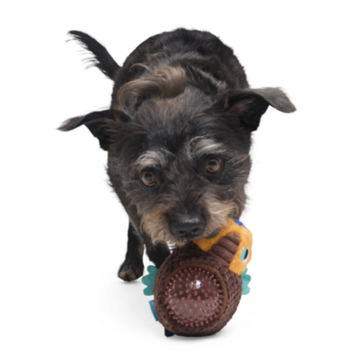 Don The Glyptodon Plush Multi-Part Dog Toy