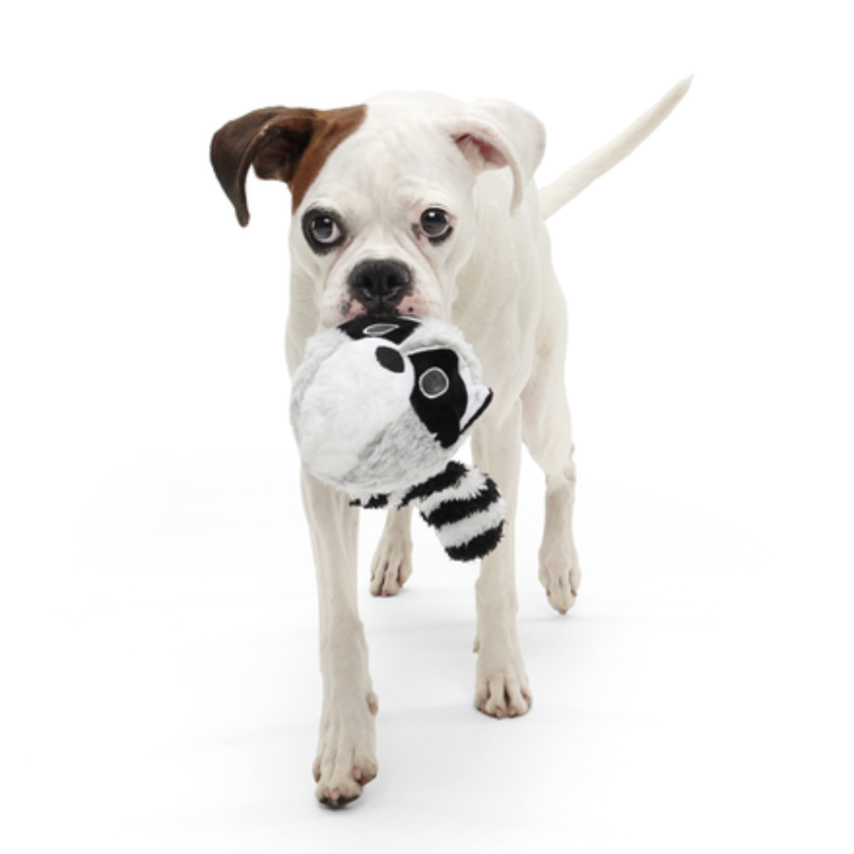 Thrash Panda Durable Super Chewer 2-in-1 Rip and Reveal Dog Toy