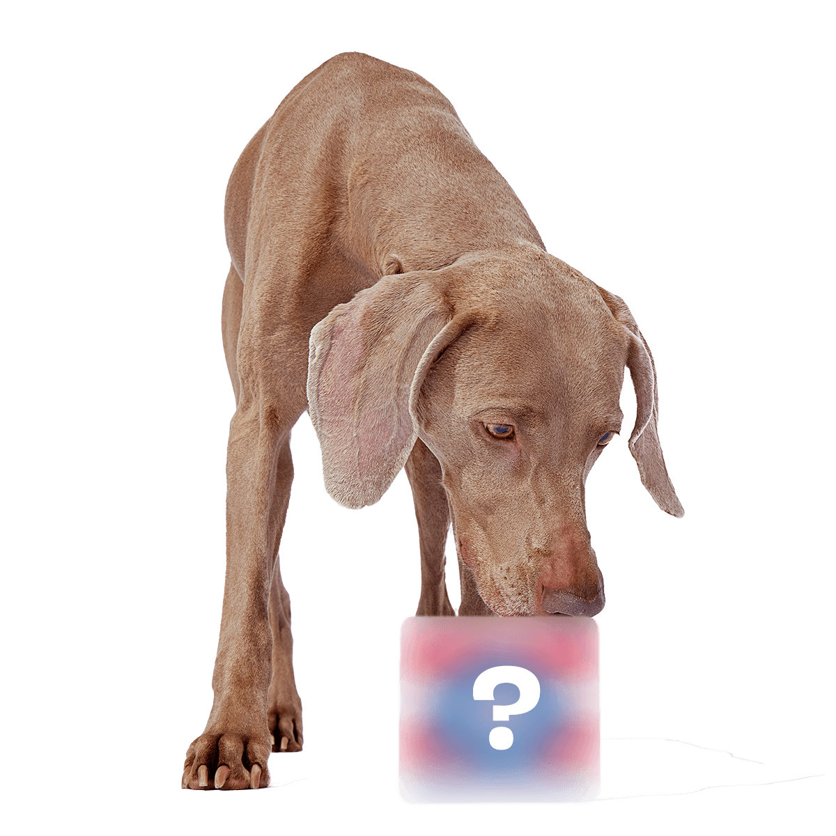 Bunga - Secret Monster Club