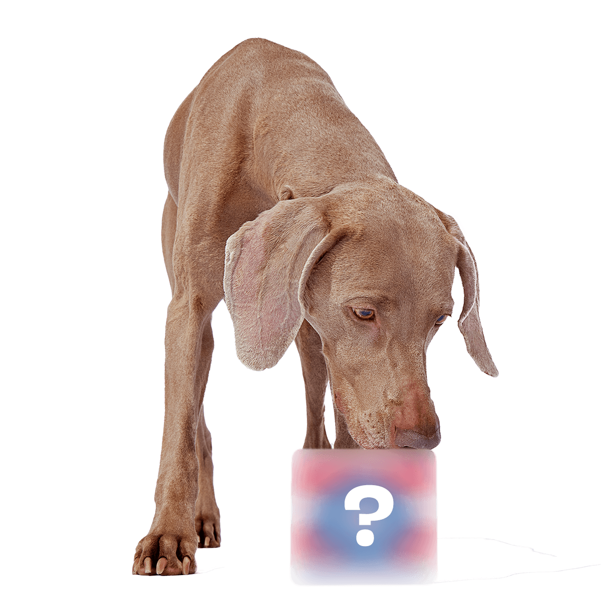 Secret Monster Club, Super Chewer Durable 2-in-1 Rip and Reveal Monthly Dog Toys