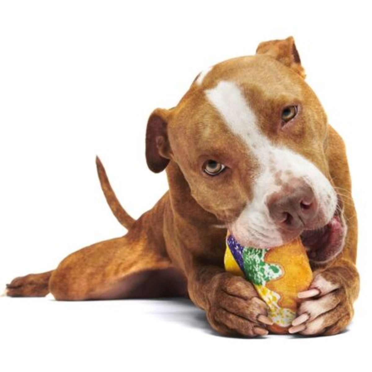 Mardi Paws King Cake