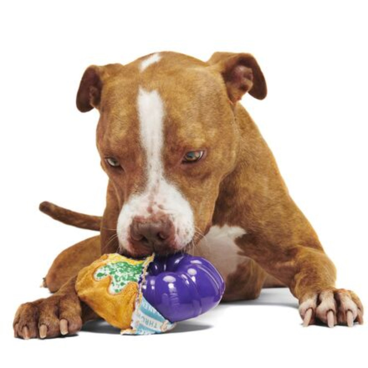 Mardi Paws King Cake