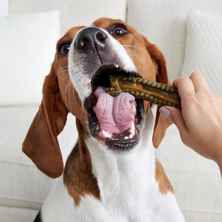 Bright Durable Dental Chews