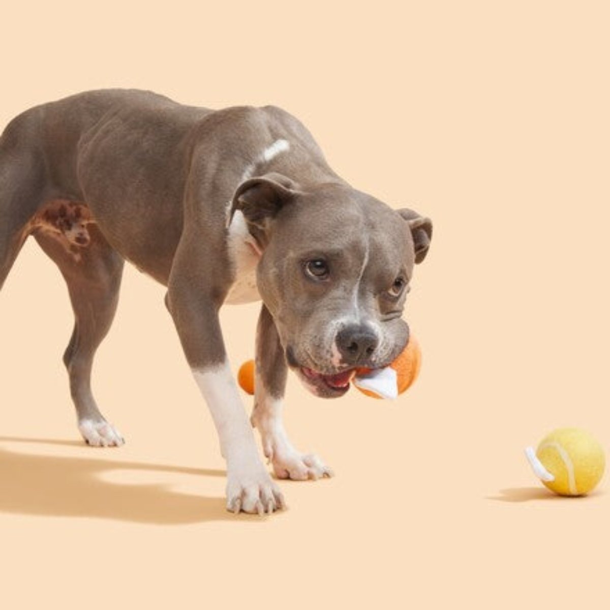 Turkey Begs / Fetchgiving Feast