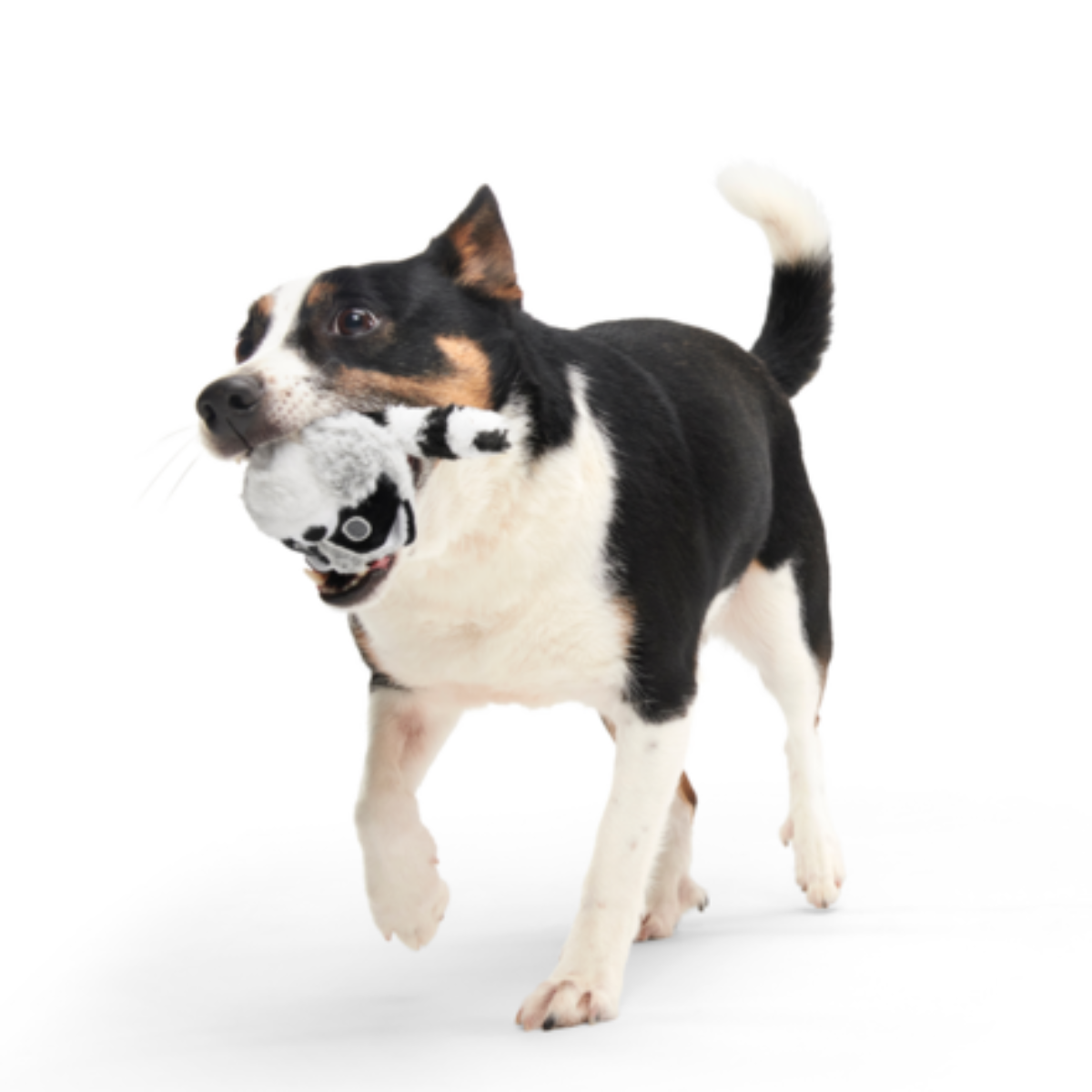 Thrash Panda Durable Super Chewer 2-in-1 Rip and Reveal Dog Toy