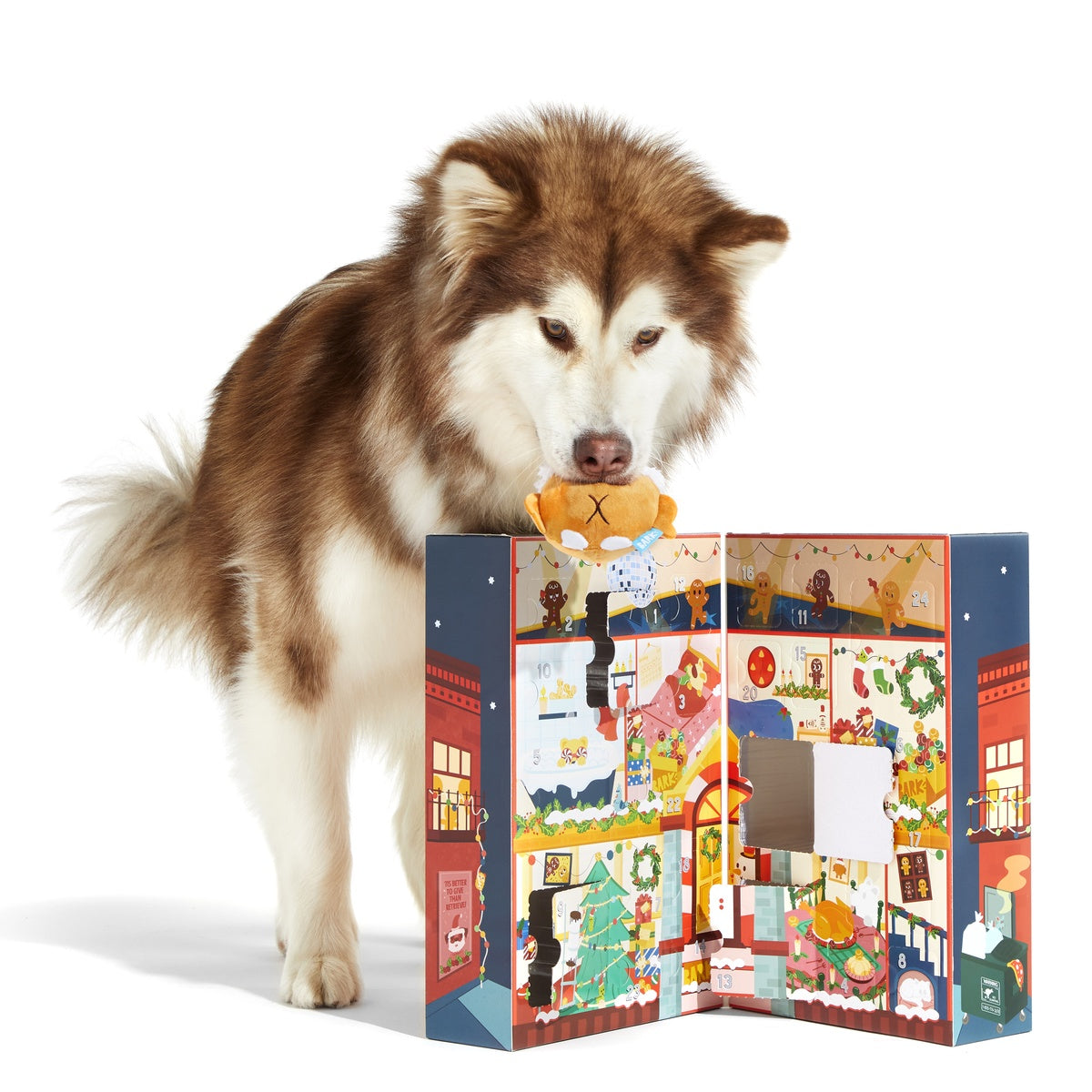 husky next to advent calendar