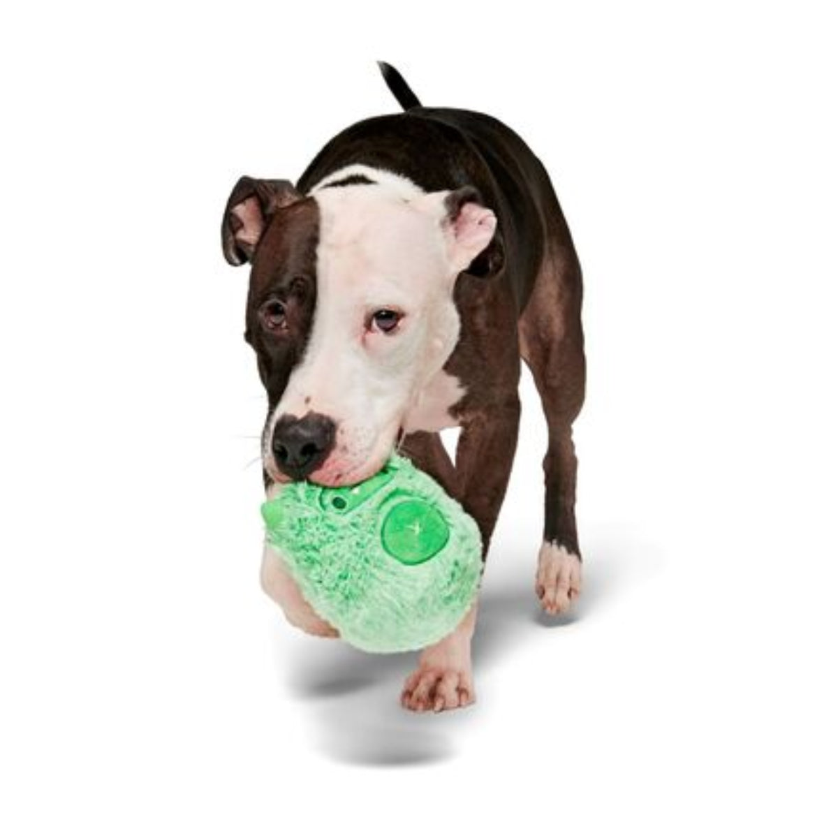 Jolly Green Ice Beast Durable Super Chewer 2-in-1 Rip and Reveal Dog Toy