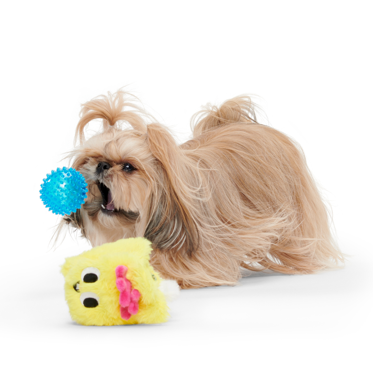 Super Chewer Only Nylon 6 Mo. Subscription