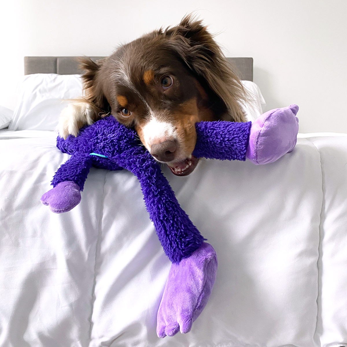 Super Chewer 3 Mo. Subscription