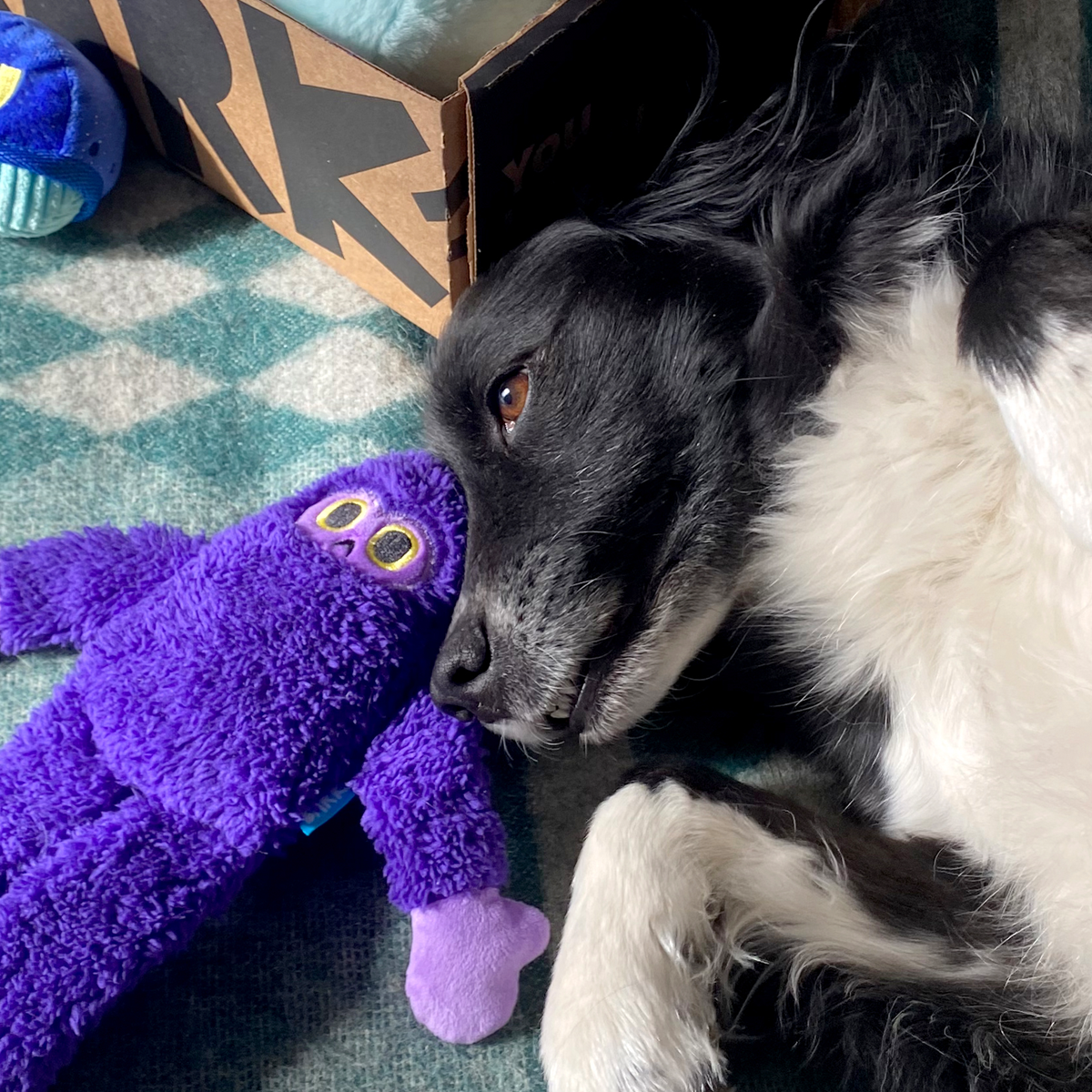 Super Chewer No Tug 1 Mo. Subscription