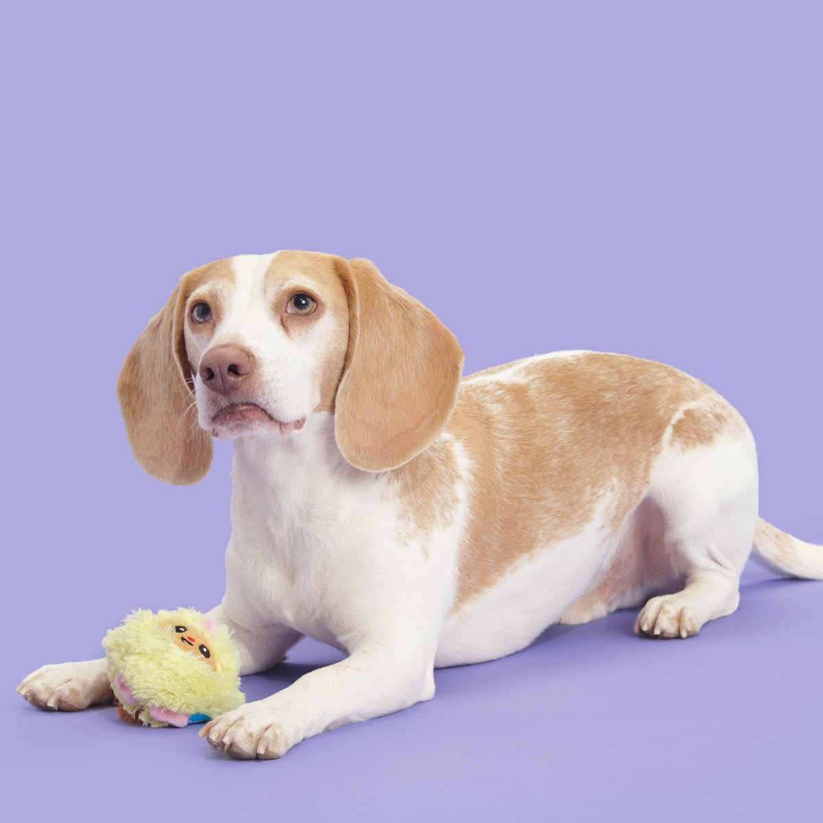 Trixie the Tricky Chicky Plush Dog Toy