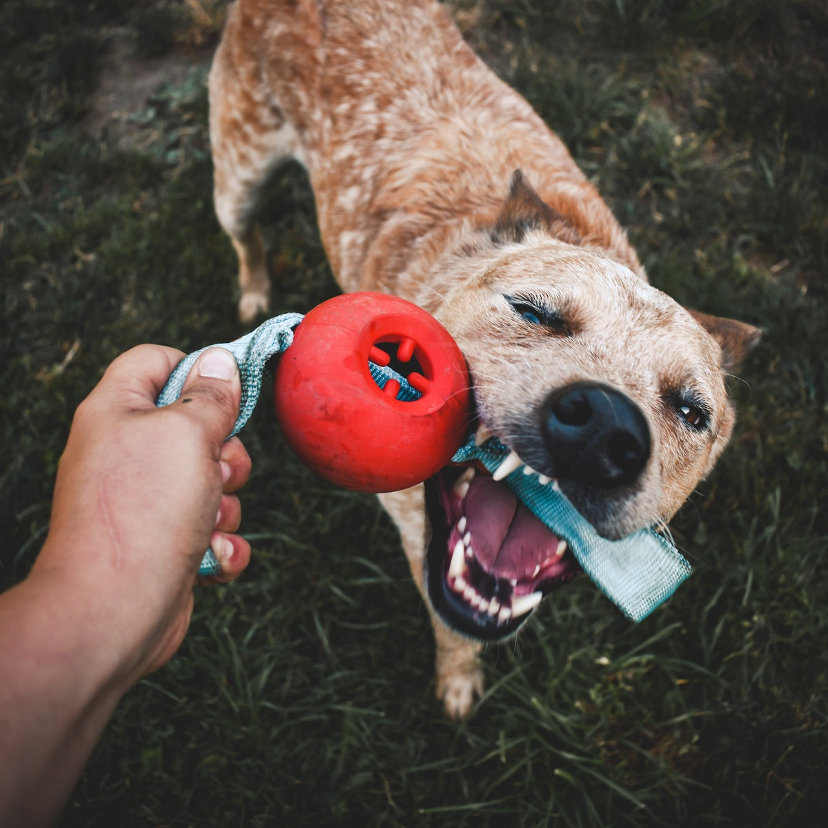 One Bad Apple Super Chewer Durable Tug + Enrichment Dog Toy