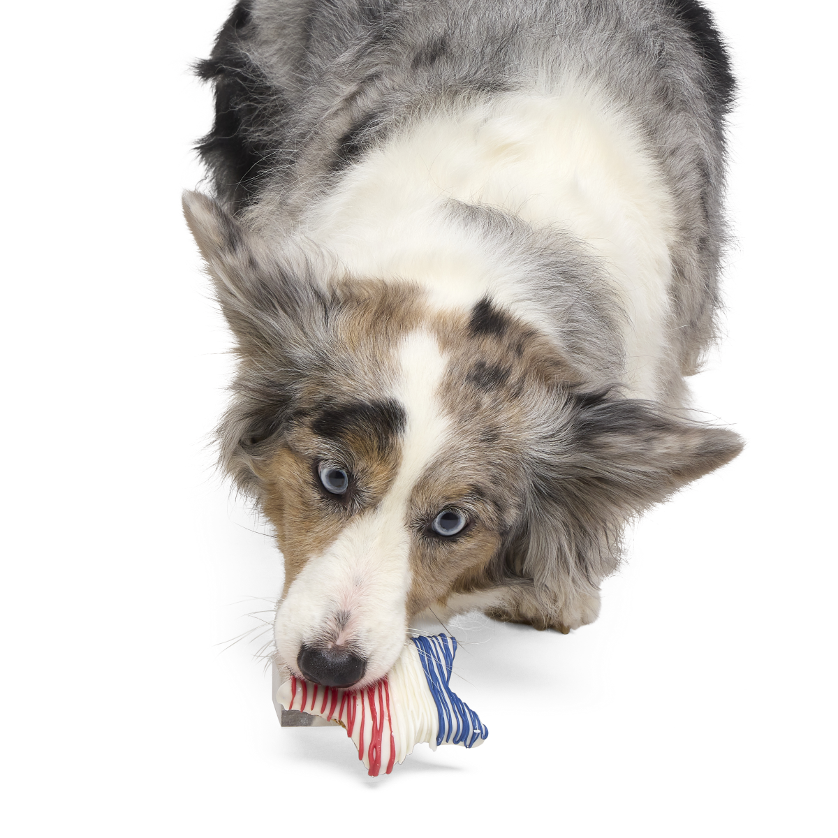 Red White & Chew Cookie