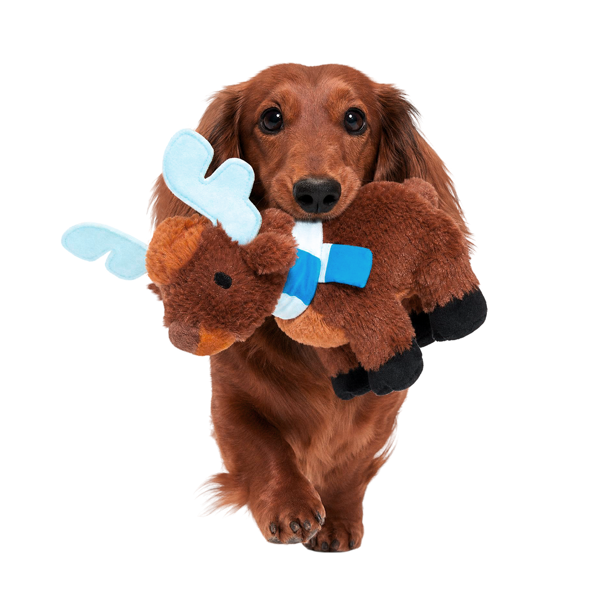 Prancin’ Perry Plush Tug Dog Toy