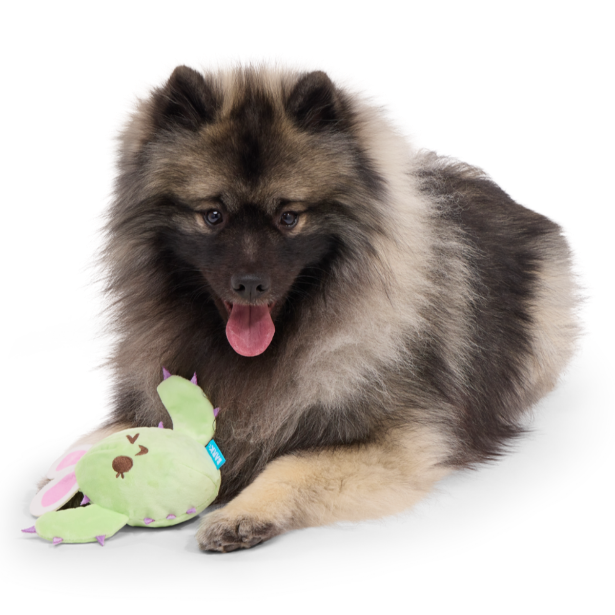 Consuela the Hoppy Cactus