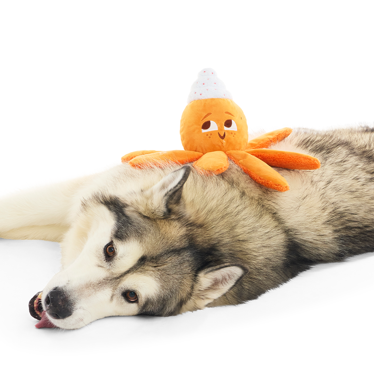 Pumpkin Spice Ollie Plush Tug Dog Toy