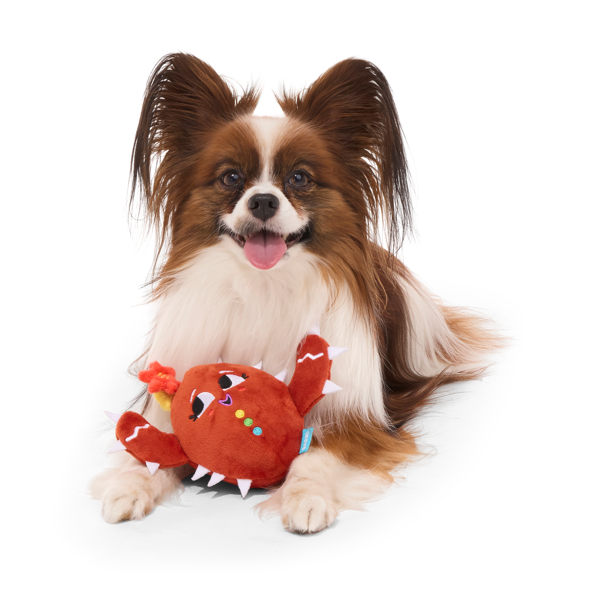 ATB_217959_CONSUELA-THE-COOKIE-CACTUS-S_MAJOR-GATOR_1358_cropped#Size_S