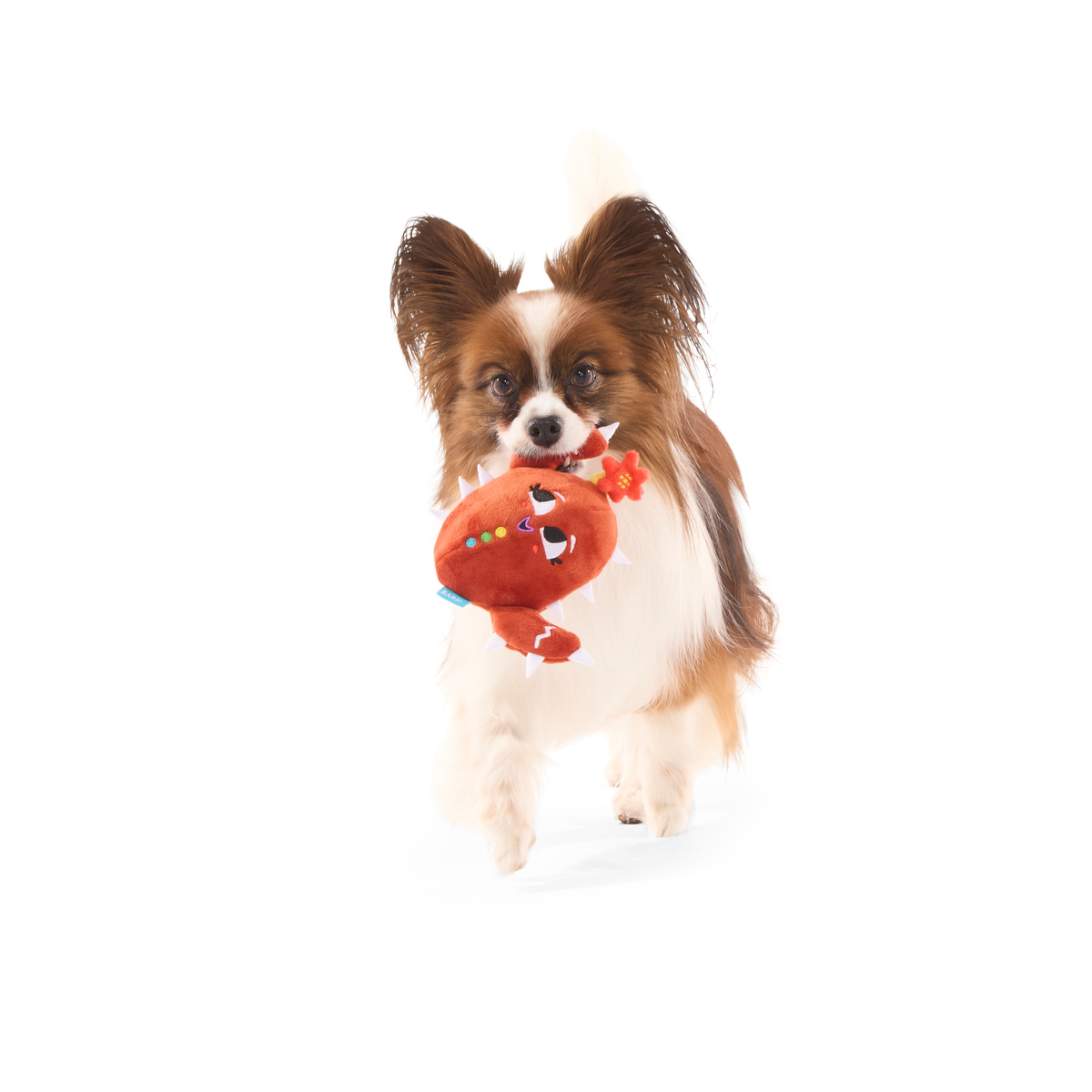 ATB_217959_CONSUELA-THE-COOKIE-CACTUS-S_MAJOR-GATOR_1363_cropped#Size_S