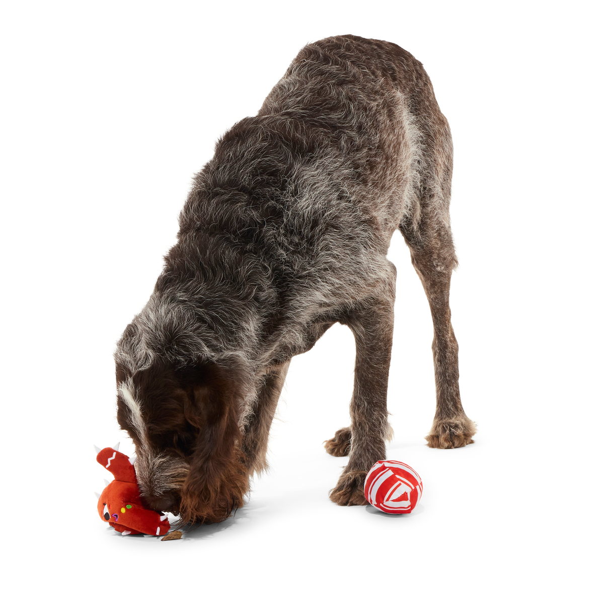 ATB_217960_CONSUELA-THE-COOKIE-CACTUS-M-L_BUGATTI_39974_cropped#Size_M/L