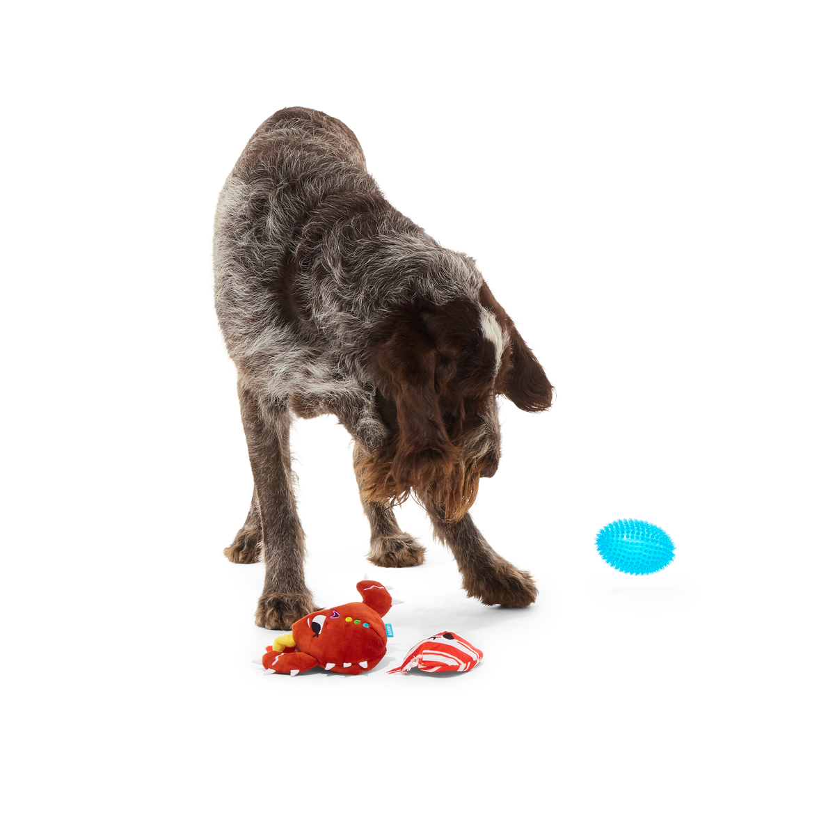 ATB_217960_CONSUELA-THE-COOKIE-CACTUS-M-L_BUGATTI_39977_cropped#Size_M/L