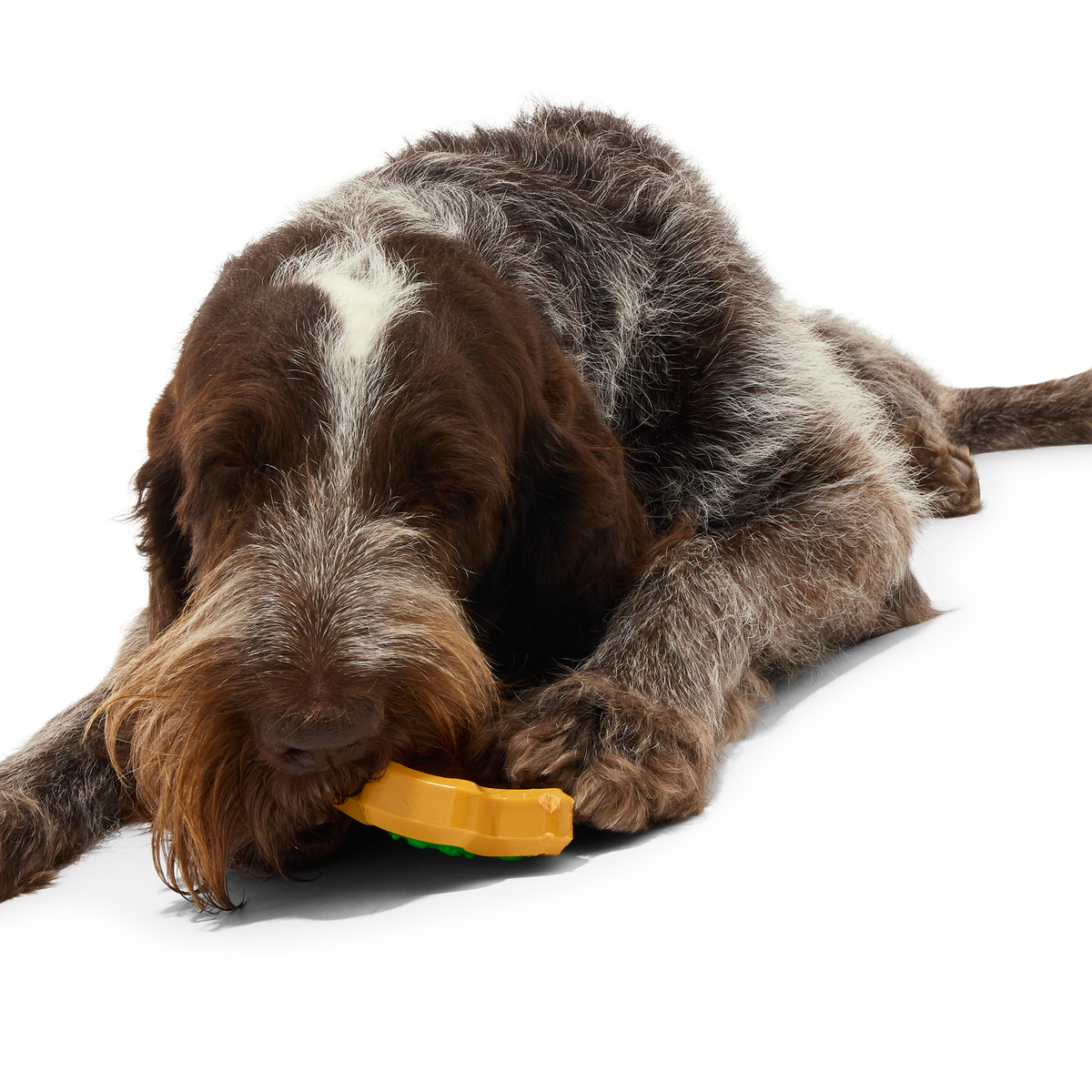 ATB_217990_HARD-BAKED-SUGRRRR-COOKIE-L_BUGATTI_39931_cropped#Size_L