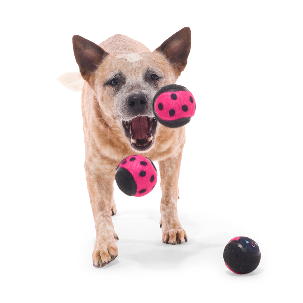 Tennis Ball Club, 3 Squeaky Monthly Tennis Ball Dog Toys