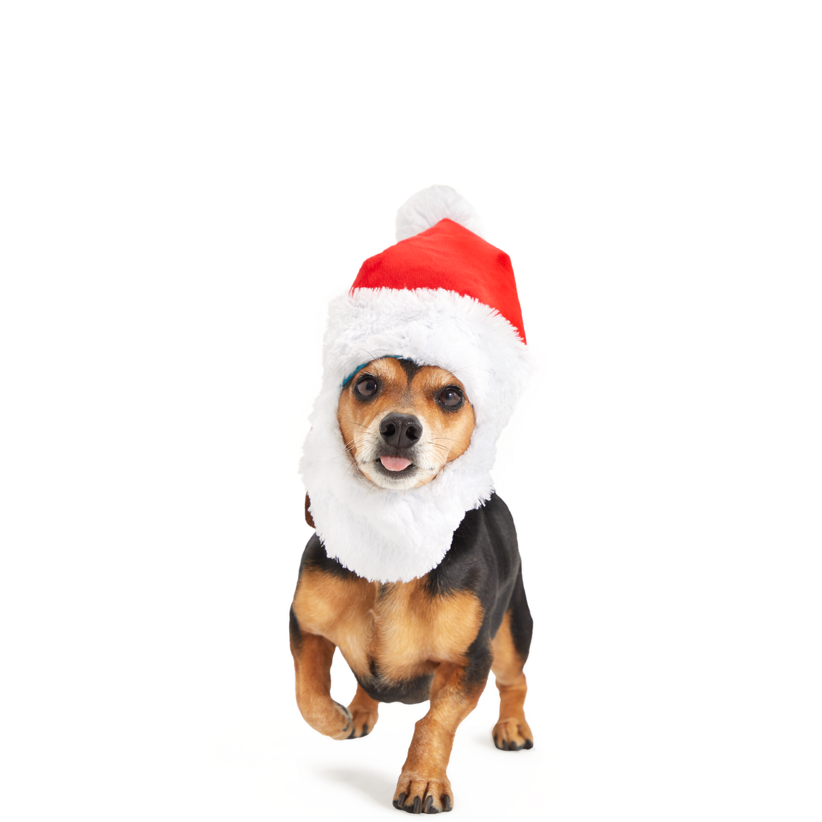 Here Comes Santa Paws Plush Wearable Tug Dog Toy