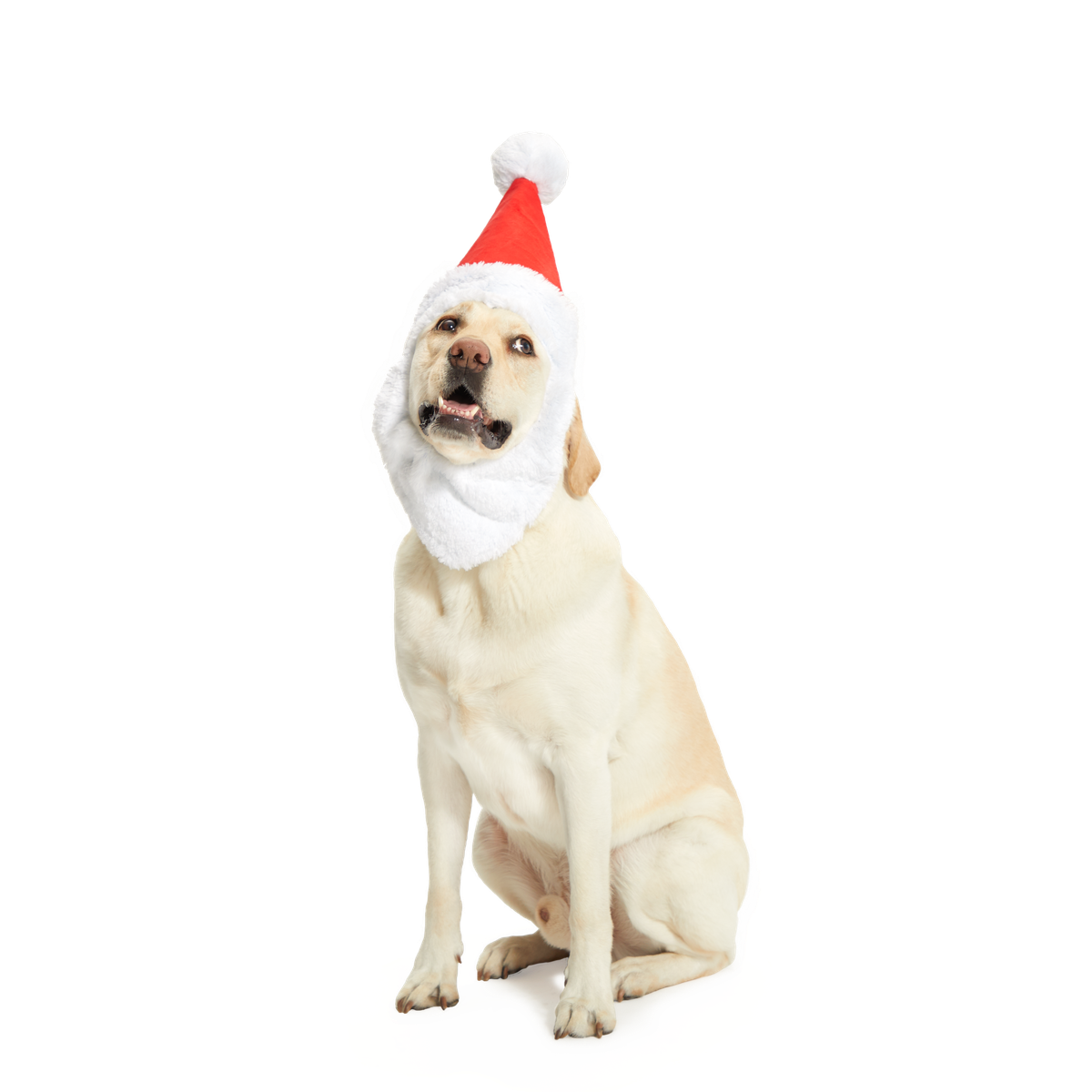 Here Comes Santa Paws Plush Wearable Tug Dog Toy