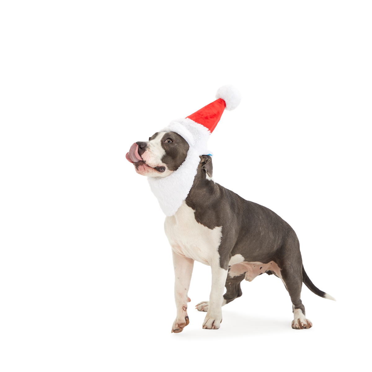 Here Comes Santa Paws Plush Wearable Tug Dog Toy