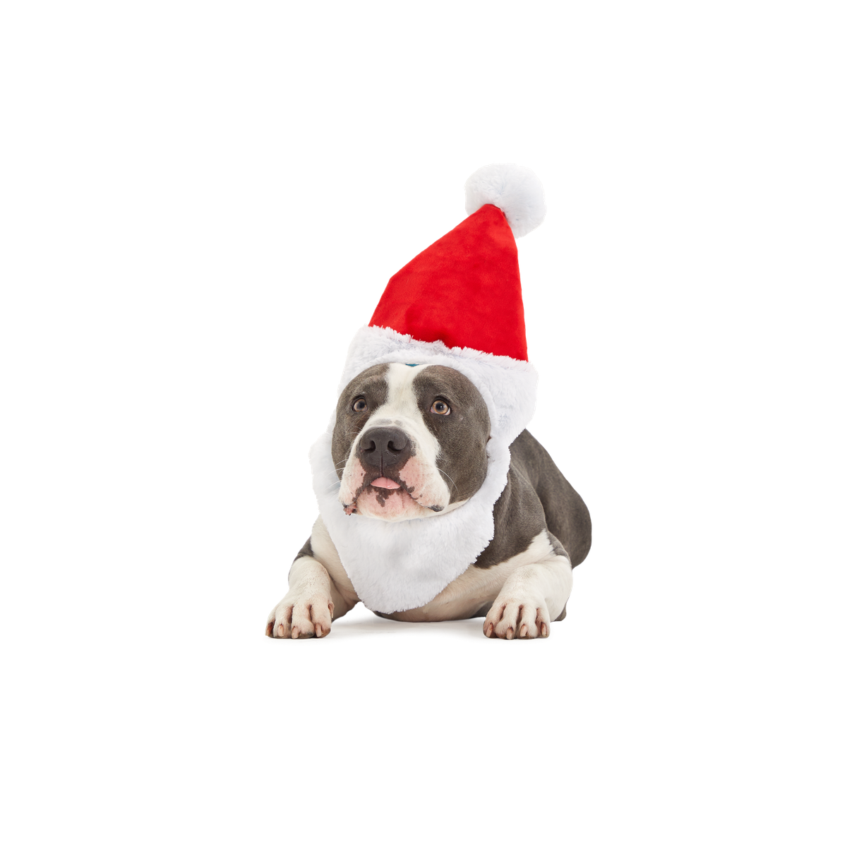 Here Comes Santa Paws Plush Wearable Tug Dog Toy