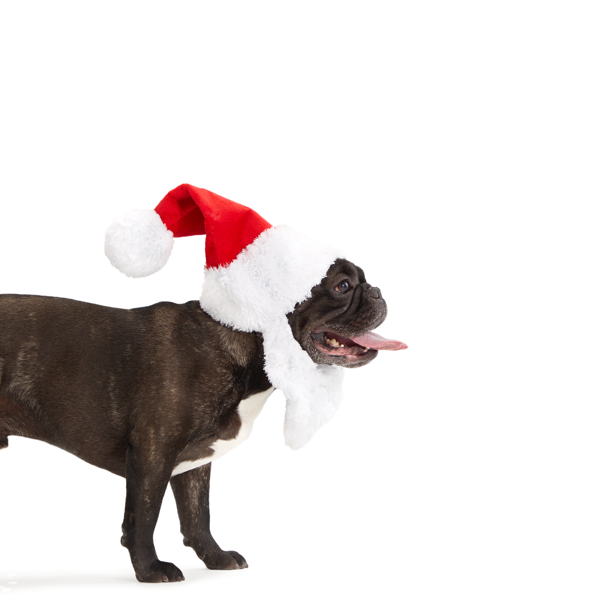 Here Comes Santa Paws Plush Wearable Tug Dog Toy