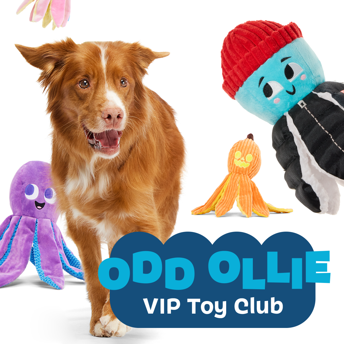 Ollie the Octopus Club