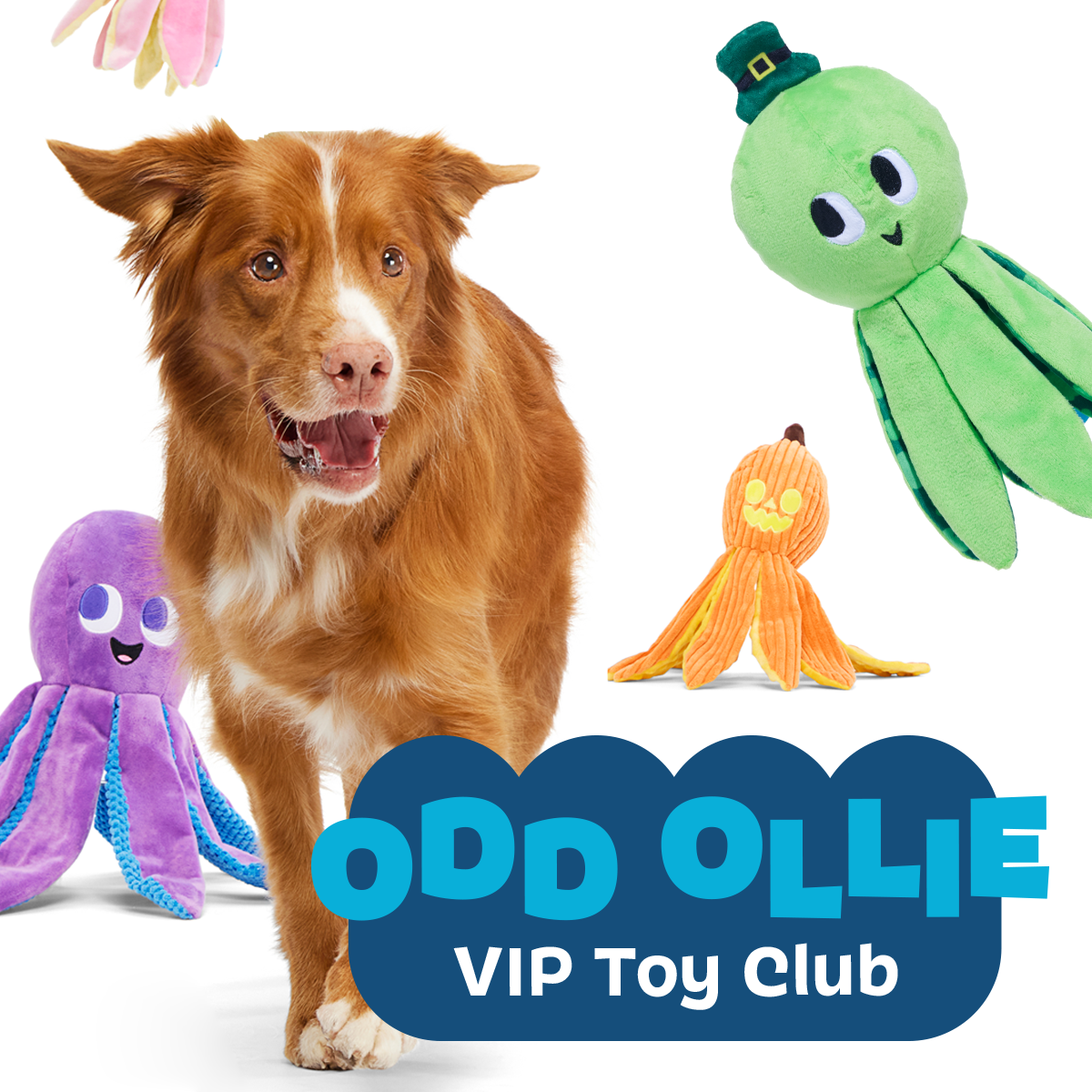 Ollie the Octopus Club