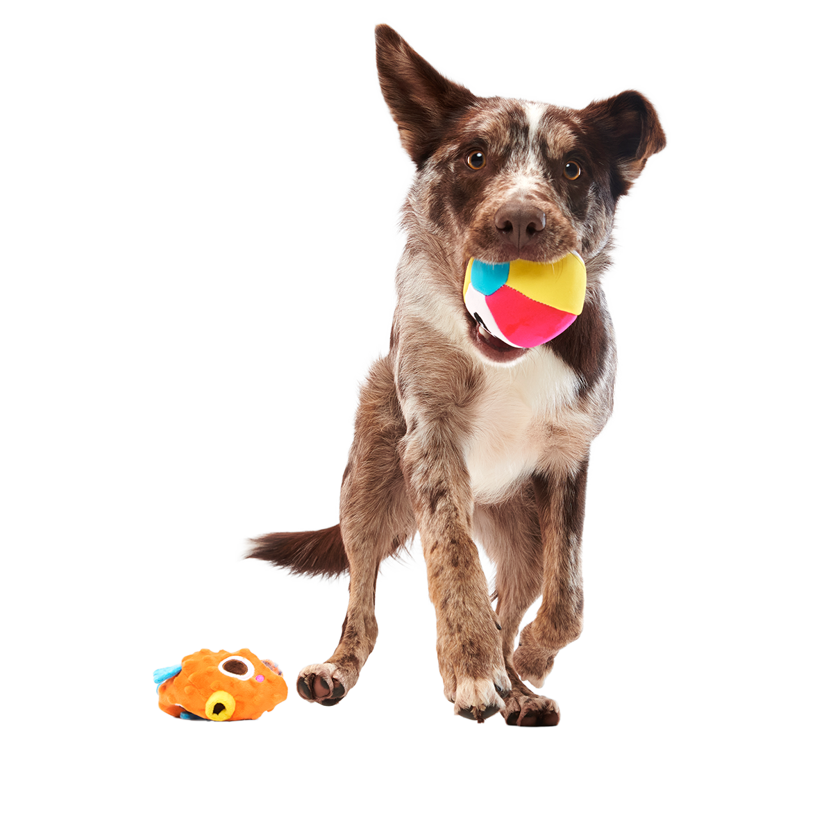 Air Head Plush 2-in-1 + Fetch Dog Toy