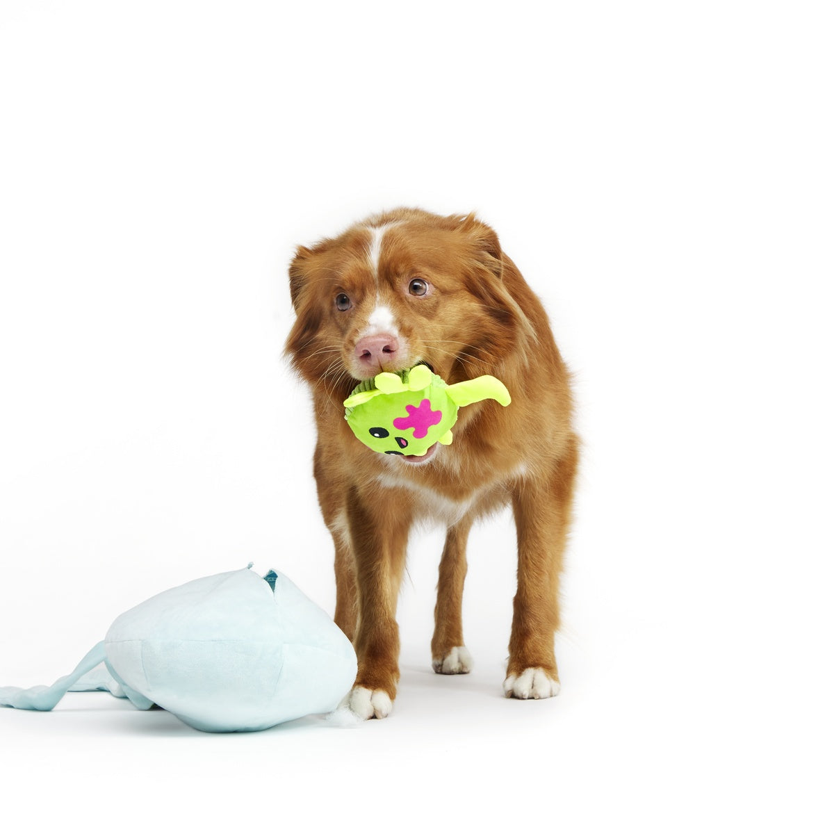 Extra-Large Toy Club, Monthly Plush XL Dog Toys