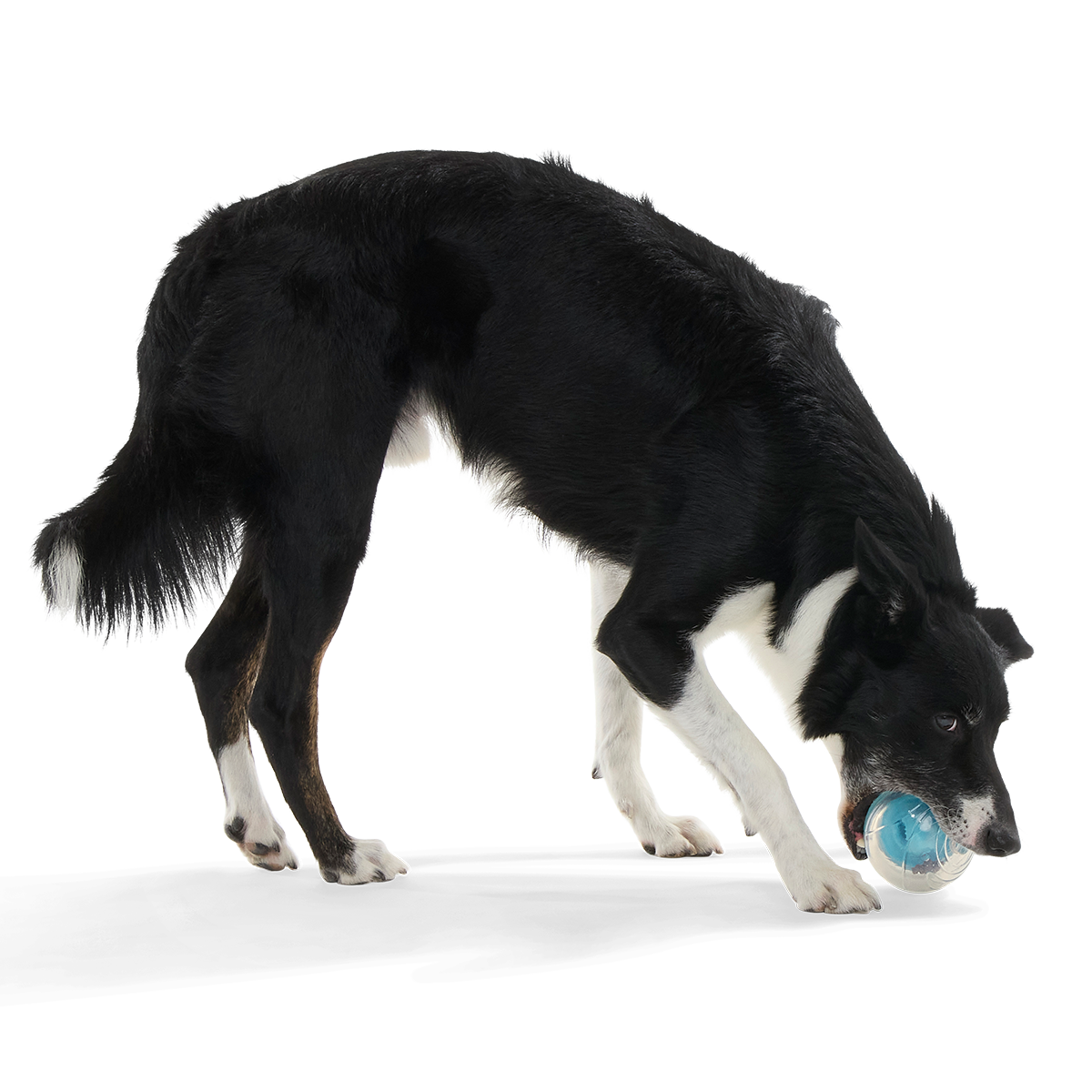 Apex Puzzler Super Chewer Durable Enrichment + Fetch Dog Toy
