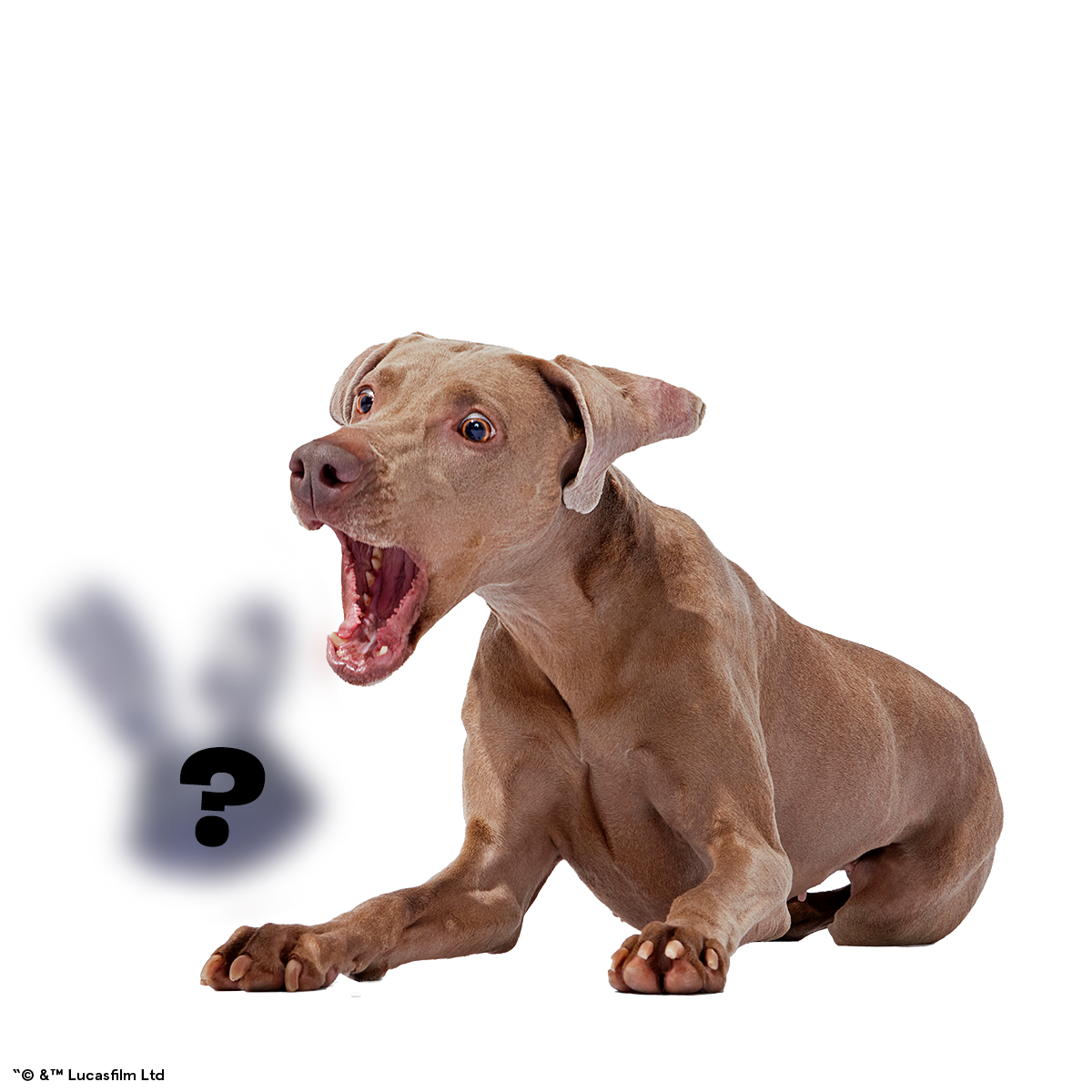Star Wars™ Droid Smugglers Club, Super Chewer Durable Monthly Dog Toys