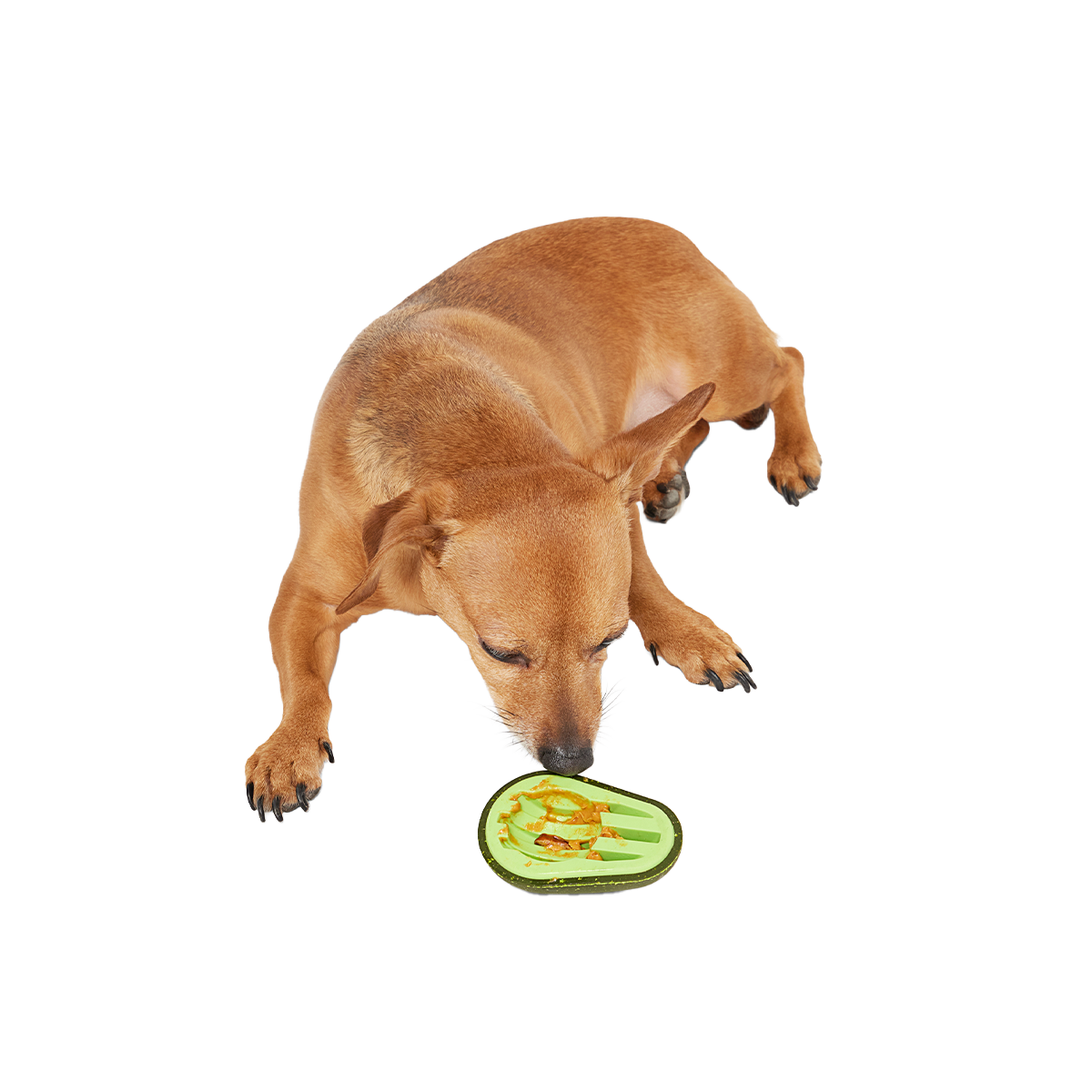 Avocadoggo Super Chewer Durable Enrichment Dog Toy