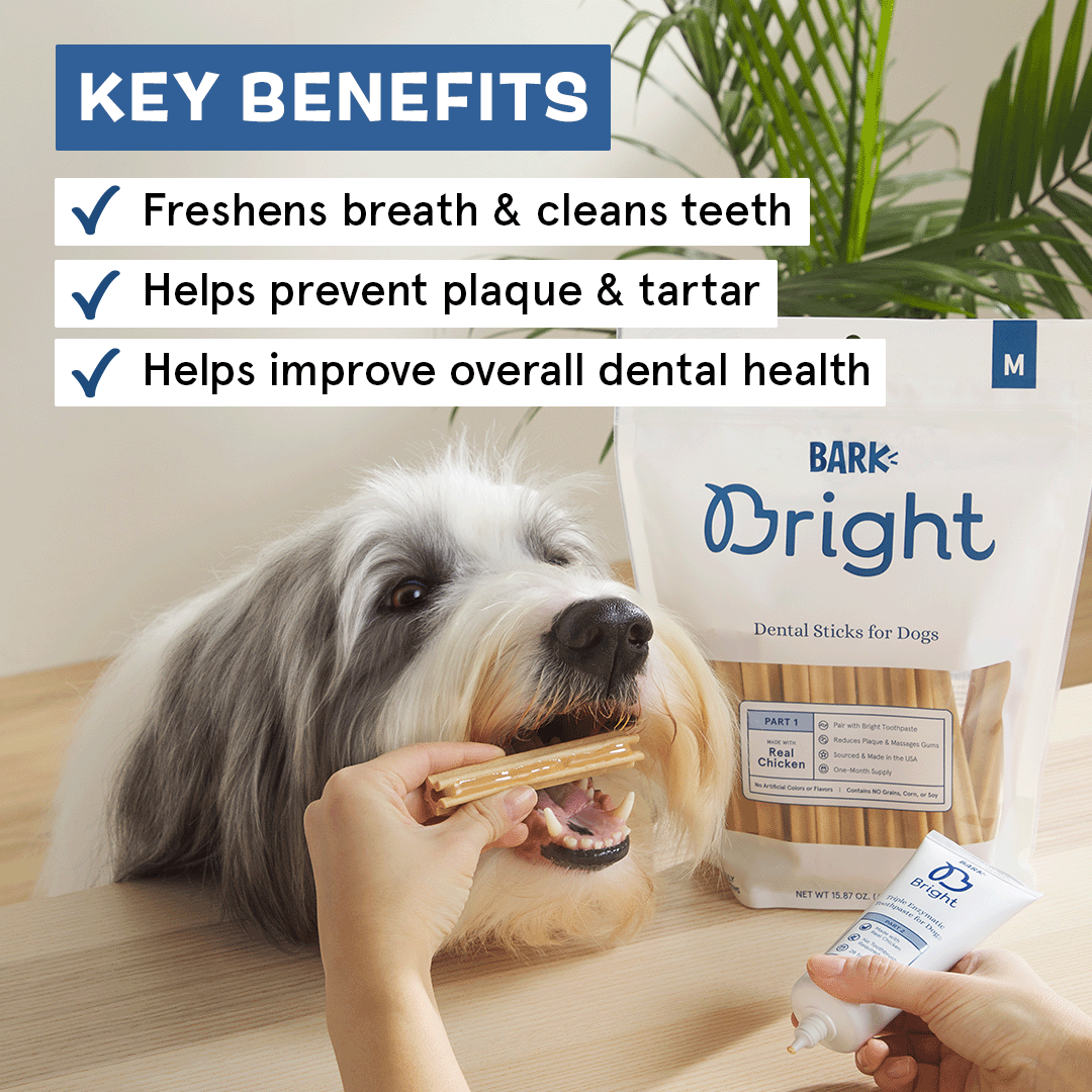 The Bright Dental Kit Subscription