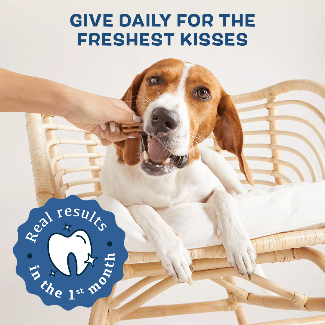 The Bright Dental Kit Subscription