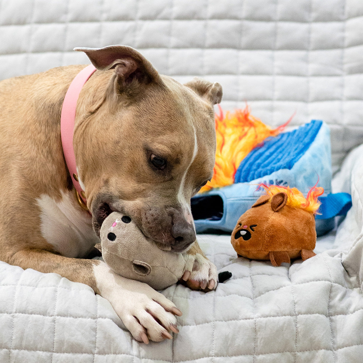 BarkBox Free Double Deluxe Upgrade: BarkBox 6 Month Subscription